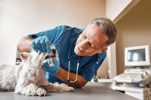 Best Same-Day Emergency Dentist in Cave Creek, AZ